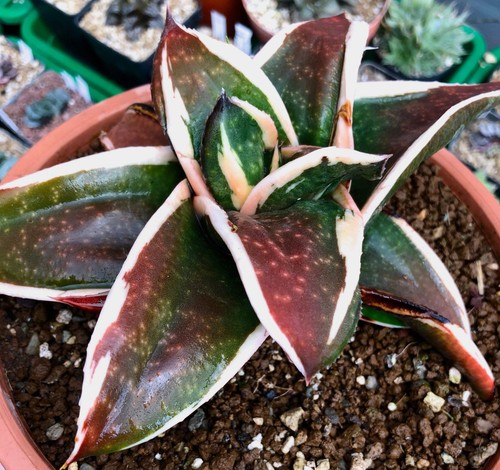 Gasteria gagyu ryu nishiki - cv, gagyu-ryu