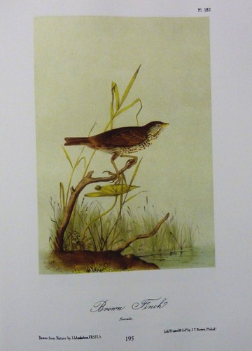 Audubon les oiseaux - audubon,