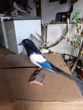 taxidermie oiseaux :  PIE