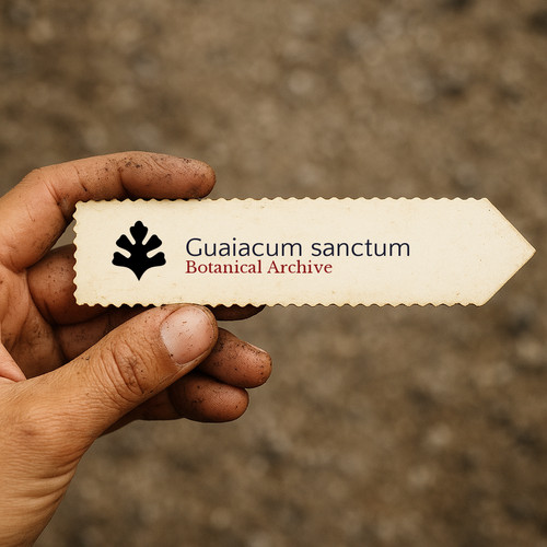 Guaiacum sanctum holywood - |,