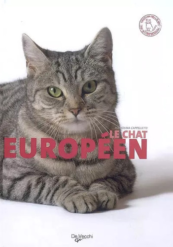 Chat européen mariolina - européen,,