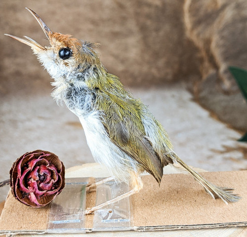 Ashy tailor bird taxidermy - tailor,