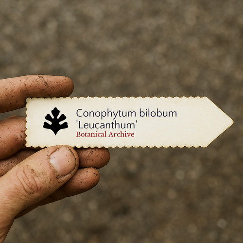 Conophytum bilobum