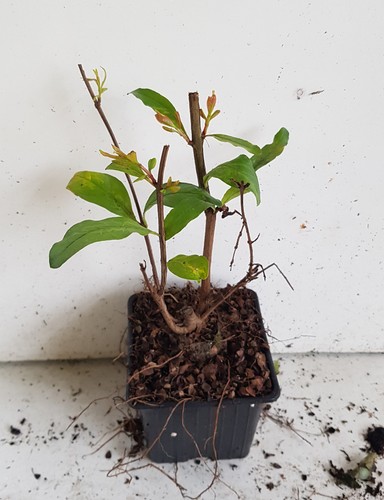 Punica granatum wonderful - granatum, 'wonderful'