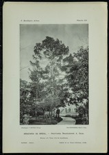 1898 - Araucaria du Brésil - Phototypie d'arbre & Botanique