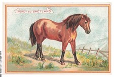 CAR-ADOP11-0893-CHROMOS - poney du shetland