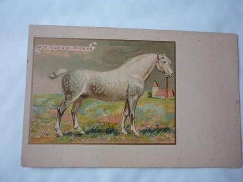 Carte postale chicoree moka - ,