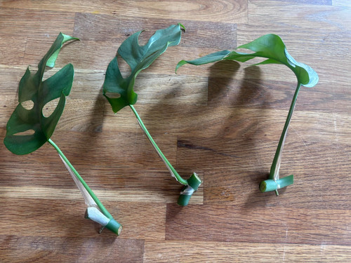 Monstera minima rhaphidophora - minima,