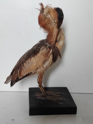 Oiseau naturalisé taxidermie