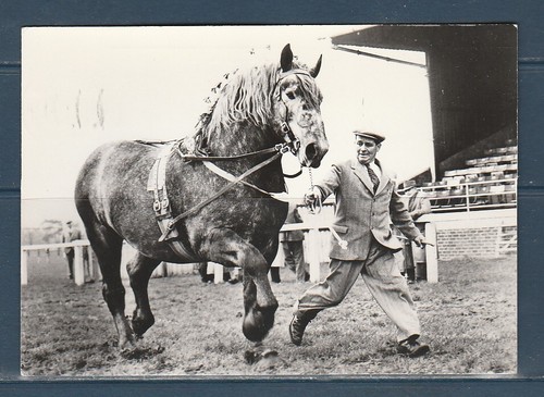Cpsm vers 1960 faune - vers,