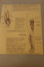 Ancienne planche anatomique