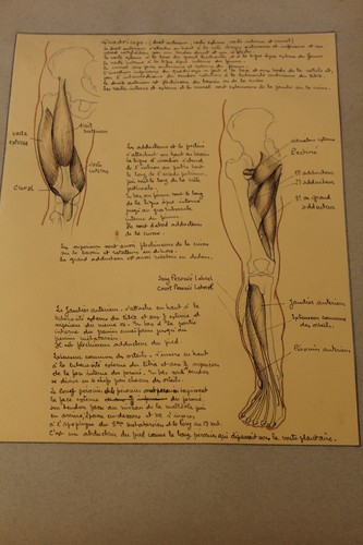 Ancienne planche anatomique