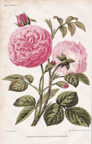 Roses rose fleur botanique - roses,
