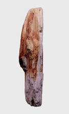 Bois Fossilisé Beau specimen