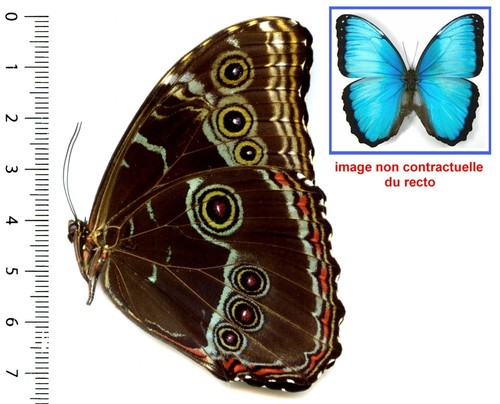 Morphidae morpho peleides - morphidae,