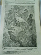 Perroquets Arar Perruches