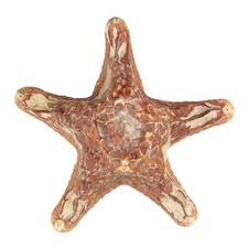 Etoile de mer choriaster -