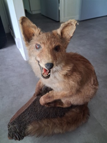 Renard naturalisé sur socle