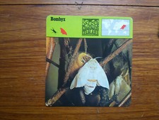 BOMBYX  Papillon   Carte