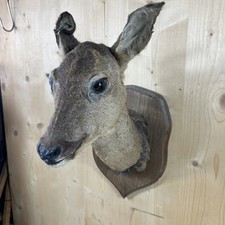 Cabinet Curiosité Taxidermy