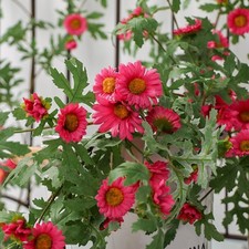 Guirlande de fleurs