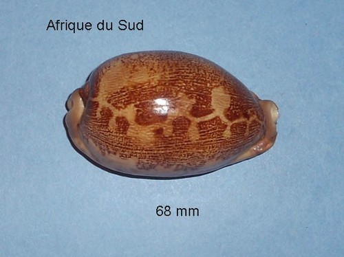 Cypraea mappa rosea - cypraea,