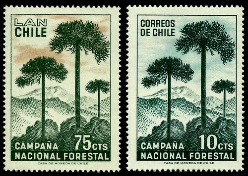 Chile monkey tree araucaria - chile,,