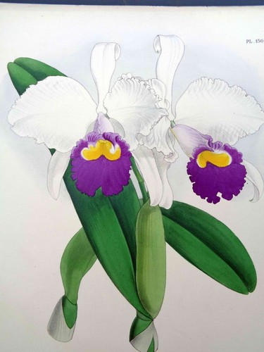 John nugent fitch original - john,