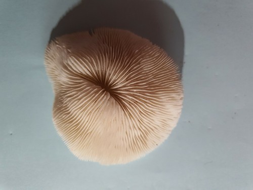 Fossile corail blanc - blanc, pour