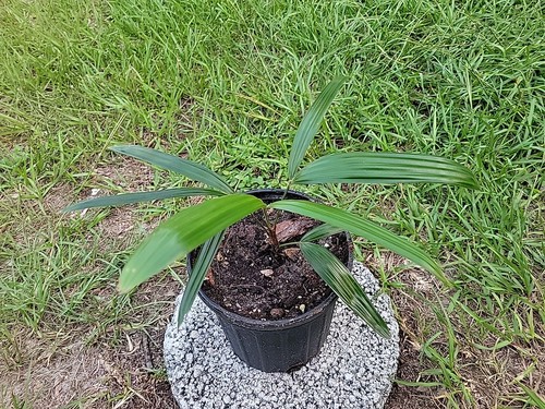 Rhapis excelsa lady - rhapis,