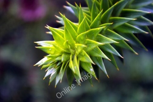 Photo 6x4 detail monkey - photo,