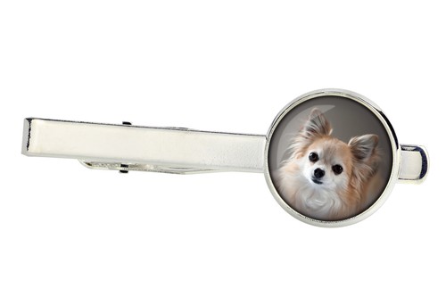 Chihuahua poil long - chihuahua,