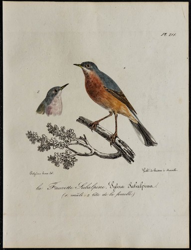 1830 fauvette moltoni - moltoni,