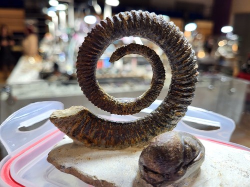 Anetoceras ammonite - anetoceras,