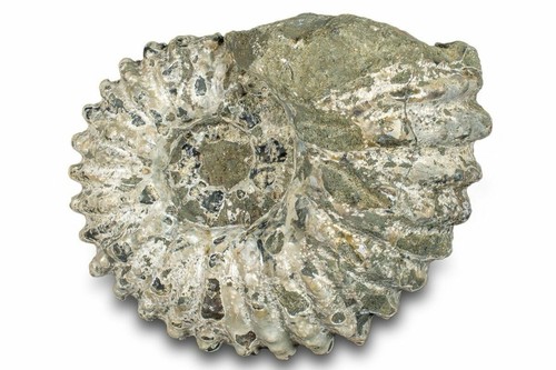 Bumpy ammonite - 4.0",