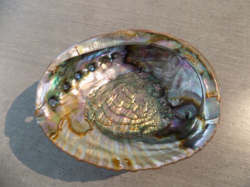 Coquillage new haliotidae - coquillage,
