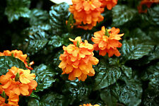 12 graines de FLEUR PETARD(Crossandra infundibulif.)N81 FIRECRACKER FLOWER SEEDS