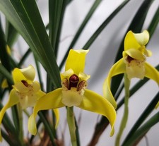 Maxillaria chrysantha