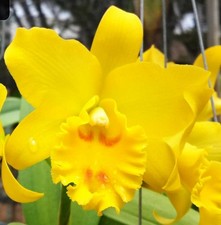 Cattleya Rth. Jairak Delight