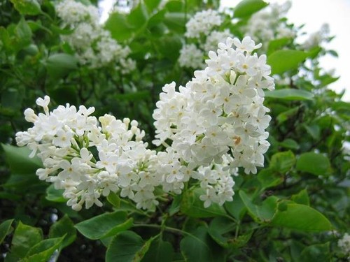 Boutures lilas blanc - lilas,