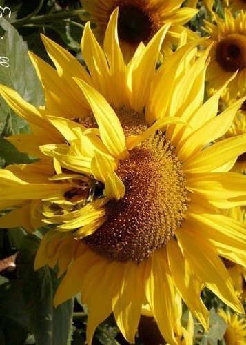 Tournesol géant de - ♫,