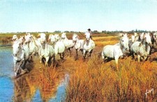 Chevaux dans les marais Camarguais - Couleurs et lumière de FRANCE 