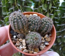 PYGMAEOCEREUS AKERSII cactus