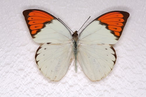 Hebomoia glaucippe mâle - hebomoia, glaucippe,