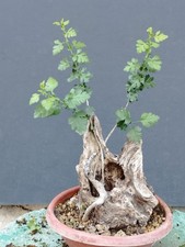Bonsaï aubépine 40 x 20 cm