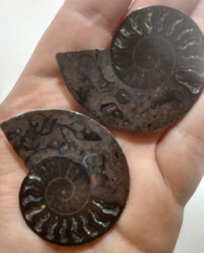 Ammonite crystal with - ammonite,