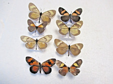 Entomologie Nymphalidae Actinote  6 specimens déterminés Equateur