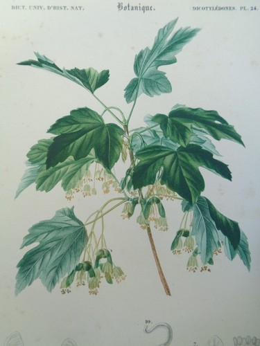 Gravure ancienne botanique - gravure,