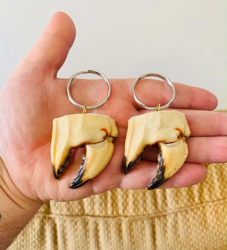 Taxidermy crab claw - taxidermy,