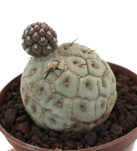 Tephrocactus geometricus two - tephrocactus,
